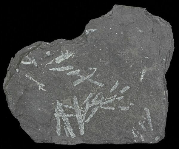 Fossil Graptolites (Didymograptus) - Great Britain #66617